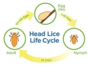 lice life-cycle